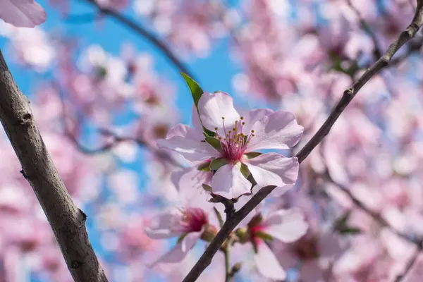 Beutiful Close Picture Pink Cherry Blossom Blue Sky — Stock Photo, Image