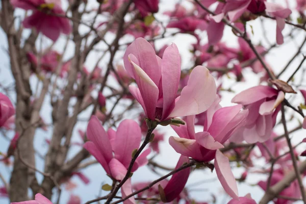 Gros Plan Magnolia Avec Des Fleurs Roses Contre Ciel — Photo