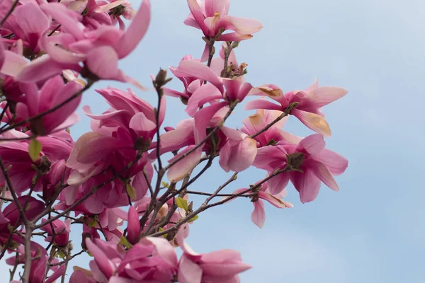 Close Magnolia Tree Pink Flowers Sky — Stock Photo, Image