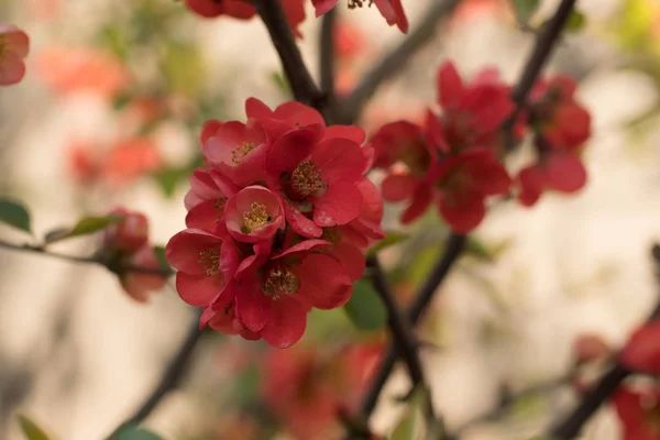 Close Wild Dog Rose Spring Blossom — Stock Photo, Image