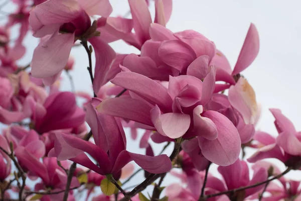 Close Magnolia Tree Pink Flowers Sky — Stock Photo, Image