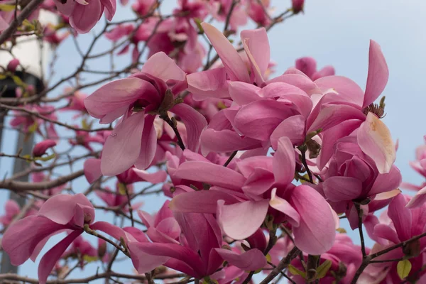 Close Magnolia Tree Pink Flowers Sky — Stock Photo, Image