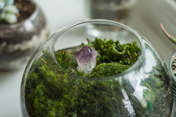 Beyaz masa üzerinde yosun ve sulu kapalı florarium 
