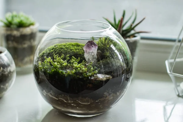 Beyaz masa üzerinde yosun ve sulu kapalı florarium 