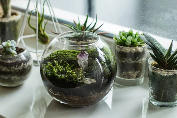 테이블에 실내이끼와 식물이있는 식물원 — 스톡 사진