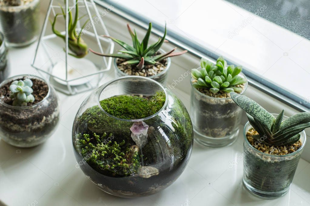 Florarium with moss and succulents indoors on white table 
