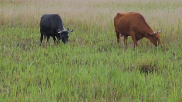 Les Vaches Paissent Dans Prairie — Video