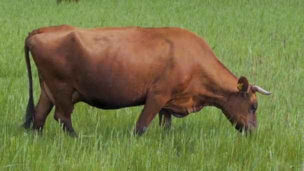 奶牛在草地上吃草 — 图库视频影像