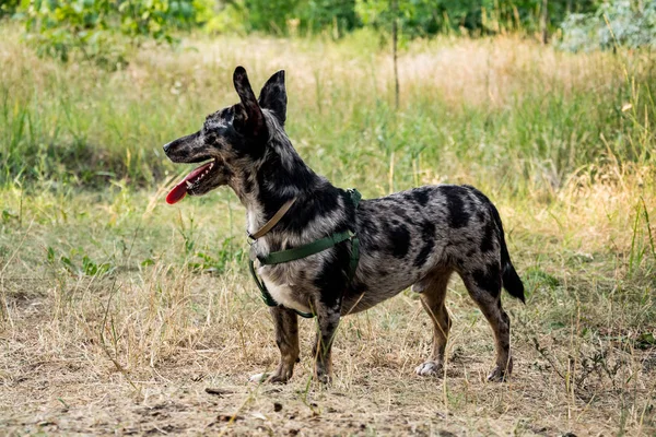 Divertido Paseo Perro Raza Parque Verano —  Fotos de Stock