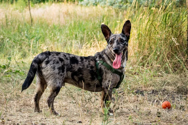 Yaz Parkında Komik Olmayan Cins Köpek Yürüyüş — Stok fotoğraf