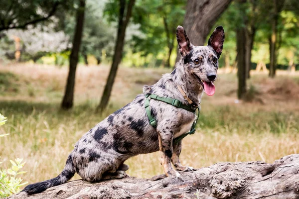 Divertente Non Razza Cane Passeggiata Nel Parco Estivo — Foto Stock