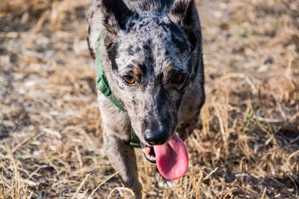 Engraçado Não Raça Cão Passeio Parque Verão — Fotografia de Stock