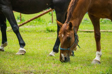 Atlar yeşil bir çayırda otluyor.