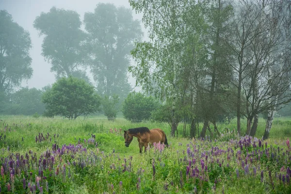 One horese in the foggy spring field