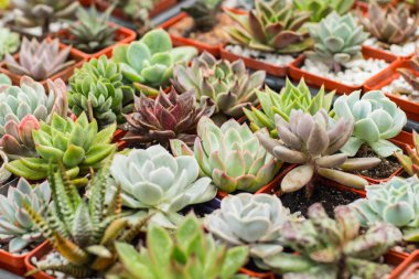 Piyasa masasında manny succelents ve kaktüslerin kapatılması