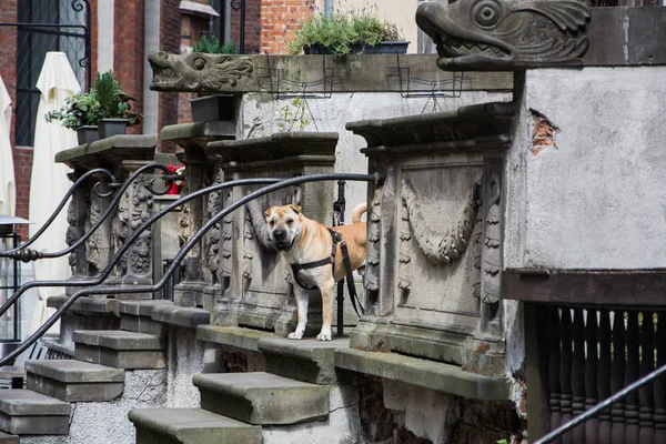 shar pei stand alone on the stairs, big dog wait its owner outdoors on the street, old europ architecture background