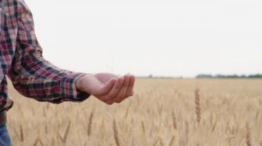 Genç erkek çiftçi gün batımında güzel yaz buğday tarlasında yürümek