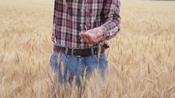 Jeune Agriculteur Mâle Marche Sur Beau Champ Blé Été Pendant — Video