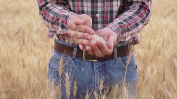 Νέος Αρσενικός Αγρότης Περπατά Στο Όμορφο Καλοκαιρινό Χωράφι Σιταριού Κατά — Αρχείο Βίντεο