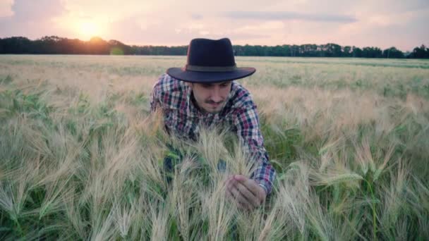 Giovane Agricoltore Maschile Piedi Sul Bellissimo Campo Grano Estivo Durante — Video Stock