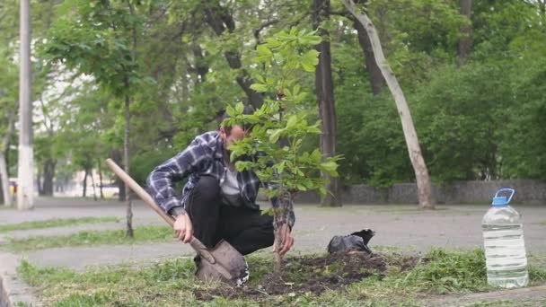 Молодий Чоловік Лопатою Посадив Дерево Міському Парку — стокове відео