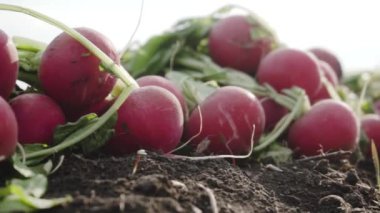 Bahar alanlarında kırmızı turp yakın