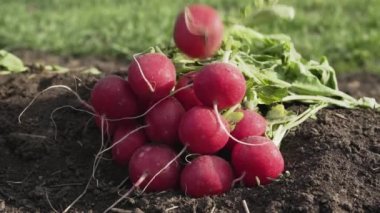 Bahar alanlarında kırmızı turp yakın