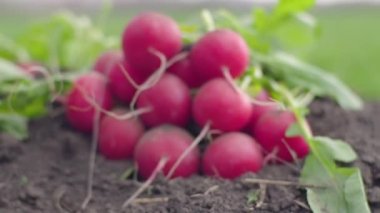 Bahar alanlarında kırmızı turp yakın