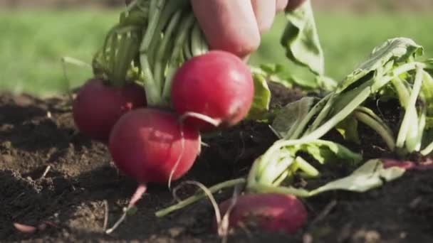 Close Rabanete Vermelho Nos Campos Primavera — Vídeo de Stock