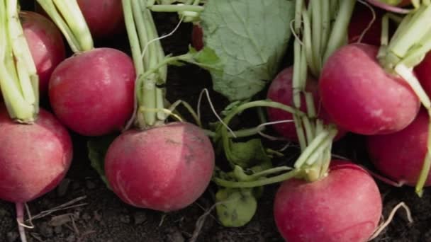 Primer Plano Rábano Rojo Los Campos Primavera — Vídeos de Stock