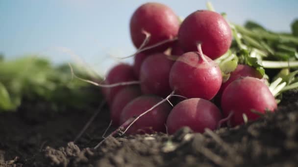 Close Red Radish Spring Fields — Stock Video