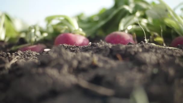Tutup Lobak Merah Ladang Musim Semi — Stok Video