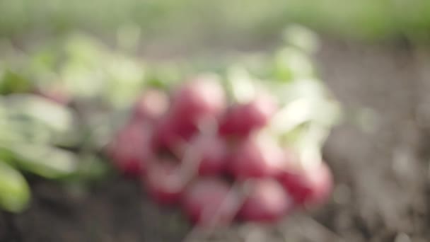 Nahaufnahme Von Rotem Rettich Auf Den Frühlingsfeldern — Stockvideo