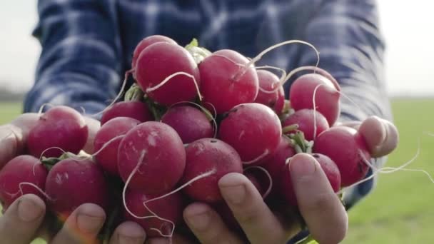 Primer Plano Rábano Rojo Los Campos Primavera — Vídeos de Stock