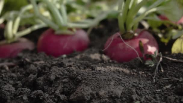 Primo Piano Ravanello Rosso Sui Campi Primaverili — Video Stock