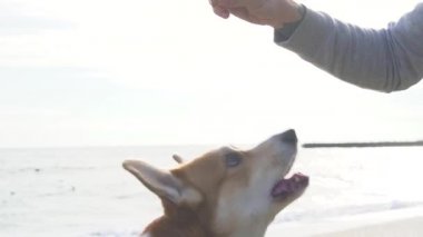 Genç erkek sonbaharda sahilde corgi köpek ile oynamak