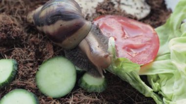 Achatina salyangozu sebze yer.