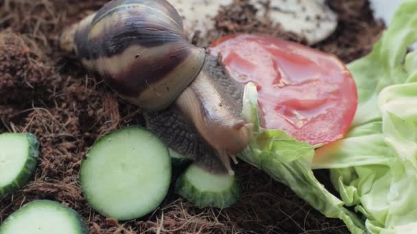 Ślimak Achatina Jeść Warzywa Zbliżenie — Wideo stockowe