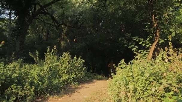 Νεαρό Αρσενικό Στο Ποδήλατο Κράνος Βόλτα Στο Δάσος Ηλιόλουστη Μέρα — Αρχείο Βίντεο