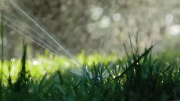 Sluiten Van Tuin Irrigatiesysteem Besproeiing Groen Gras — Stockvideo