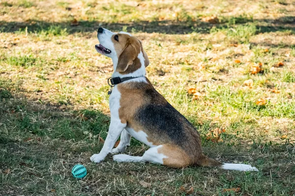 Portret Van Beagle Hond Buiten Het Gras — Stockfoto