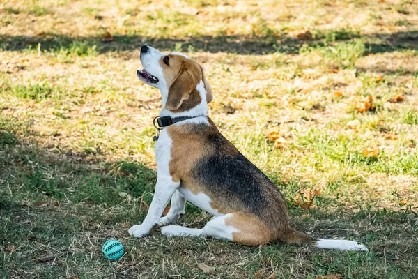 Retrato Del Perro Beagle Aire Libre Hierba — Foto de Stock