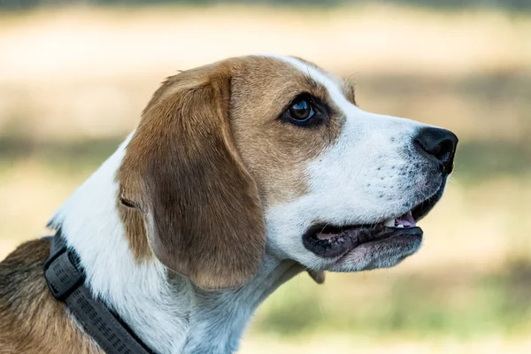 Πορτρέτο Του Σκύλου Beagle Εξωτερικούς Χώρους Στο Γρασίδι — Φωτογραφία Αρχείου