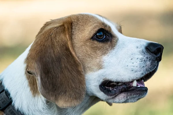 Πορτρέτο Του Σκύλου Beagle Εξωτερικούς Χώρους Στο Γρασίδι — Φωτογραφία Αρχείου