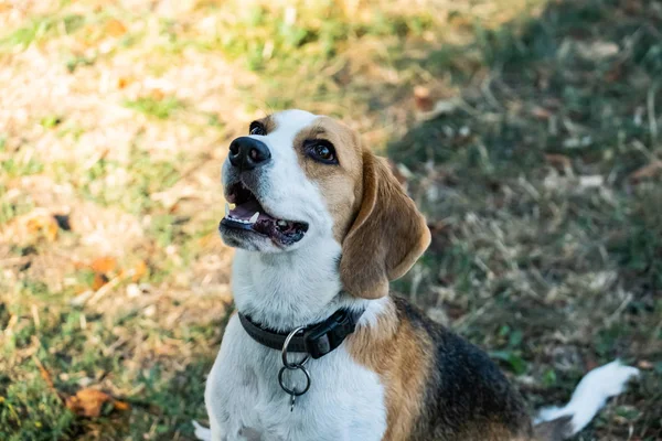 Πορτρέτο Του Σκύλου Beagle Εξωτερικούς Χώρους Στο Γρασίδι — Φωτογραφία Αρχείου