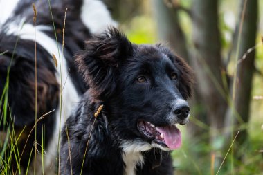 İspanya 'nın yaz aylarında çoban köpeği