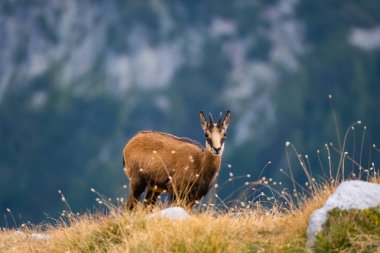 İspanya dağlarında vahşi keçiler Pirin Milli Parkı 