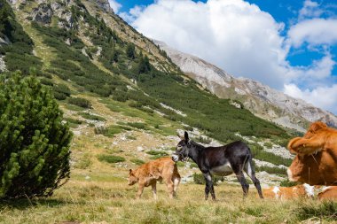 Dağlarda ineklerle birlikte manzara 