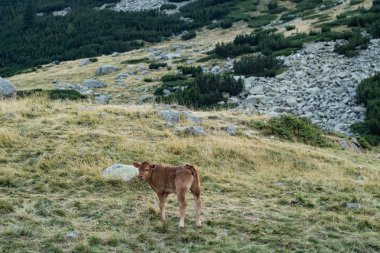 Dağlarda ineklerle birlikte manzara 