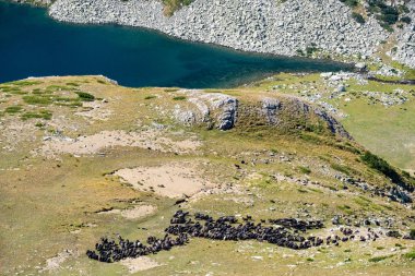 İspanya dağlarında kara koyun sürüsü.